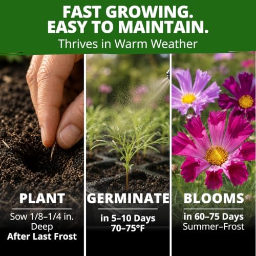 HOME GROWN Sea Shells Cosmos Seeds, 1,200 Seeds, Cosmos bipinnatus - Image 4