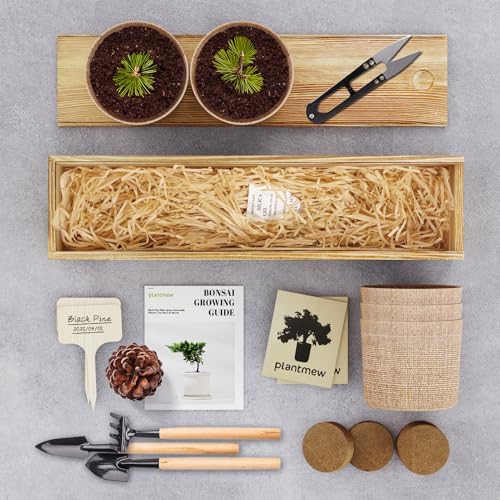 Bonsai Tree Kit for Beginners - 5 Unique Japanese Bonsai Seeds, DIY Indoor Gardening Crafts for Adults | Valentine's, Mother's Day & Birthday Gifts for Women and Men | Complete Starter Kit with Tools - Image 2