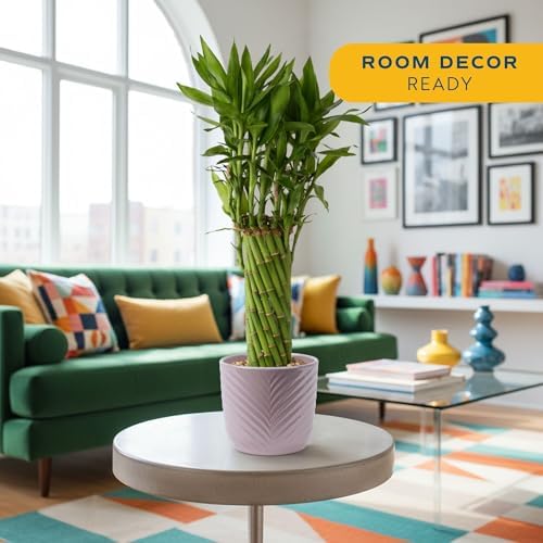 Costa Farms Lucky Bamboo, Live Indoor Plant, Easy Care, Home Decor - Image 3