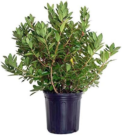 Rhododendron 'Olga Mezitt' (Rhododendron) Evergreen, deep pink flowers, #2 - Size Container by GreenPromiseFarms