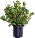 Rhododendron 'Olga Mezitt' (Rhododendron) Evergreen, deep pink flowers, #2 - Size Container by GreenPromiseFarms