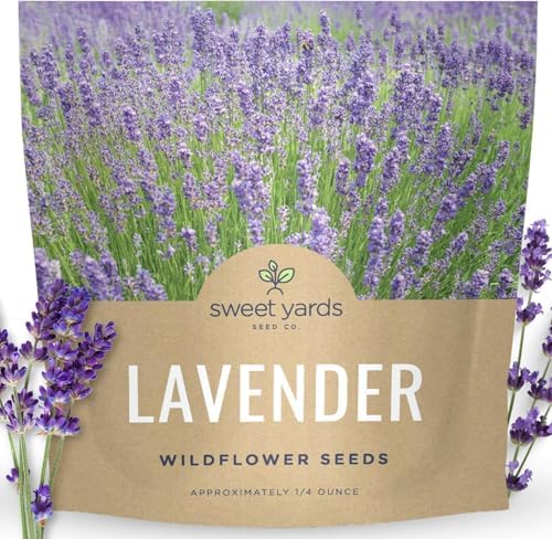 Lavender - Large 1/4 Ounce Packet - 7,000 Flower Seeds for Planting - Lavandula angustifolia by SweetYards