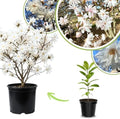 Star Magnolia Live Plant, Flower Tree, 6-12 Inch Tall, 2.5 Inch Pot by UIOTER