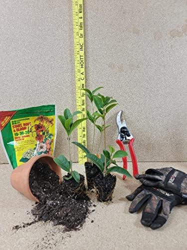 (1) - Apricot Echo Orange Tea Olive - Starter Plant (L4) (1 Plant) - Image 4