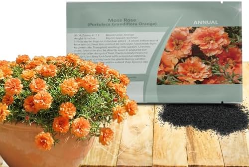 Outsidepride Orange Moss Rose Seeds - 10000 Pcs Annual, Drought & Heat Tolerant, Pollinator Friendly Ground Cover Seeds for Planting w/Vibrant Blooms & Succulent Foliage, Ideal for Xeriscaping by Outsidepride