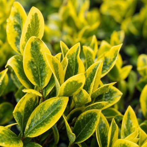 Ligustrum Japonicum 'Howardi' - 10 Live Plants - Evergreen Privacy Hedge Yellow Tip Shrub - Image 3