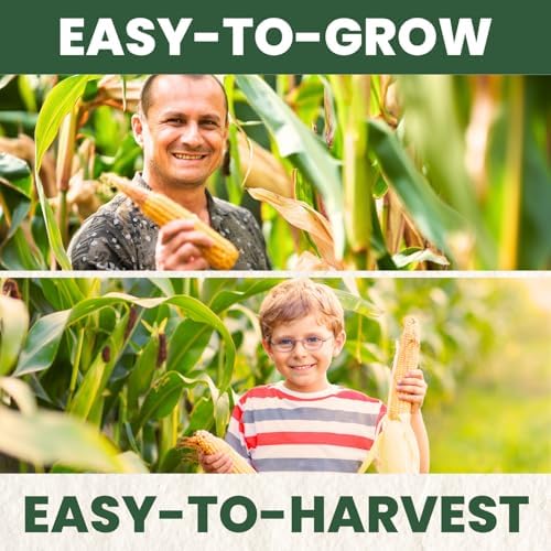 Corn Sweet Bantam 12 – 85 Premium Seeds for Planting – Classic Heirloom Sweet Corn Variety for the 2026 Season – 25 Gram Pouch - Image 5