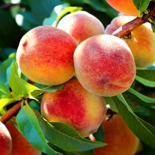 Elberta Peach Tree, Heirloom Variety, Pink Flowering, Self-Pollinator, 1 gal Nursery Pot, 1-2 ft Tree Height (Due to Agricultural Laws, we Cannot Ship to CA, AZ, AK, or HI) - Image 2