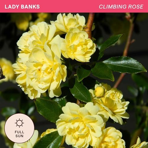Heirloom Climbing Roses, Live Own Root Plant, Lady Banks - Image 4