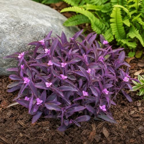 Purple Queen Tradescantia Setcresea I 3 Live Plants I Spiderwort | Lush Magenta Foliage for Striking Garden Contrast, Ideal for Ground Cover, Borders, & Containers - Image 4