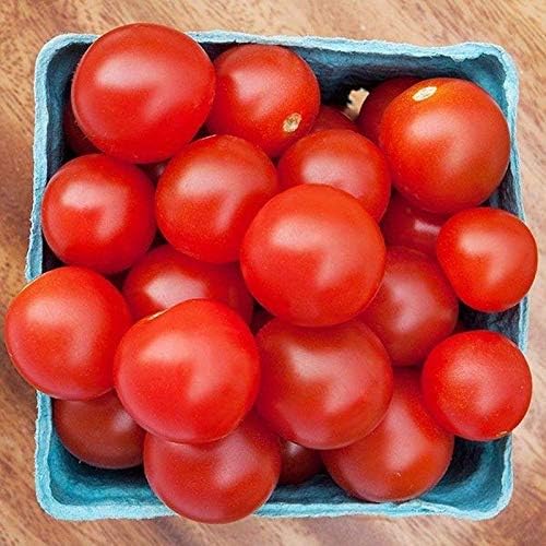 Bulk (1000) Tomato Seeds - Several Varieties Plant them or re-sell them!(1000 - Homestead Tomato Seeds) - Image 2