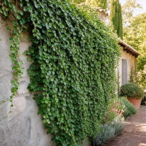 Creeping Fig Vine | 30 Live Plants | Ficus Pumila | Fast-Growing Ground Cover | Evergreen Climbing Vine for Walls & Trellises - Image 2