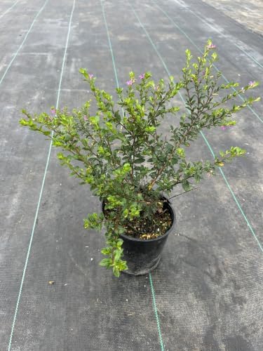 Mexican Heather Live Plant, 1 Gallon, Purple Blooms, Drought Tolerant, Outdoor Flowering Shrub, Full Sun to Partial Shade - Image 3