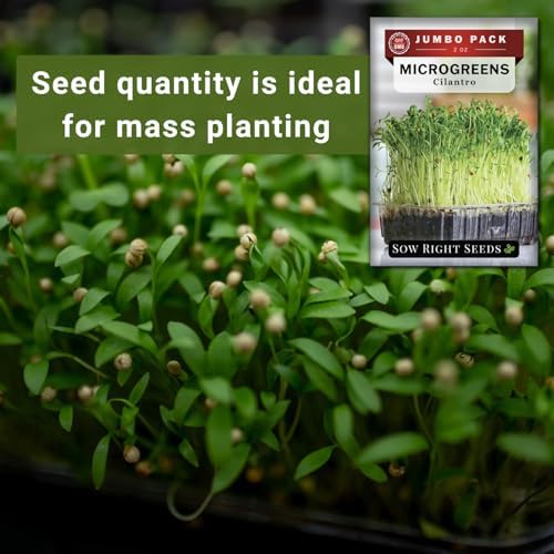 Sow Right Seeds - 2000 Cilantro Microgreen Seed for Growing Bulk Jumbo Pack - Image 4