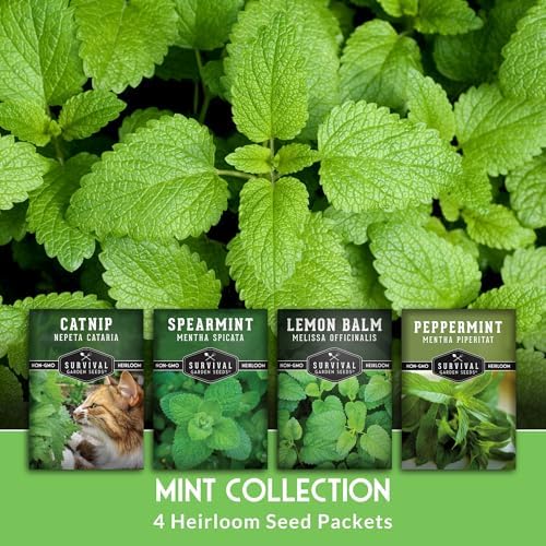 Mint Seeds Variety Pack for Planting - Image 3