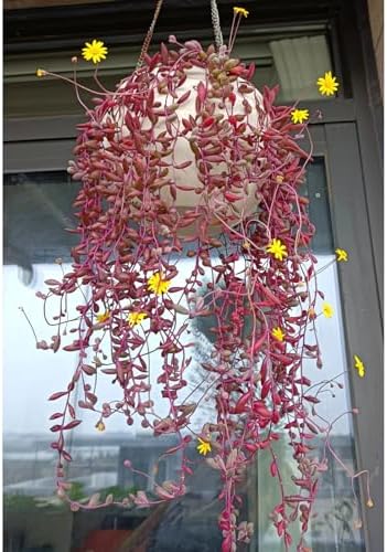 Sprout N Green Ruby Necklace, Othonna capensis L.H.Bailey Live Succulent - Image 2