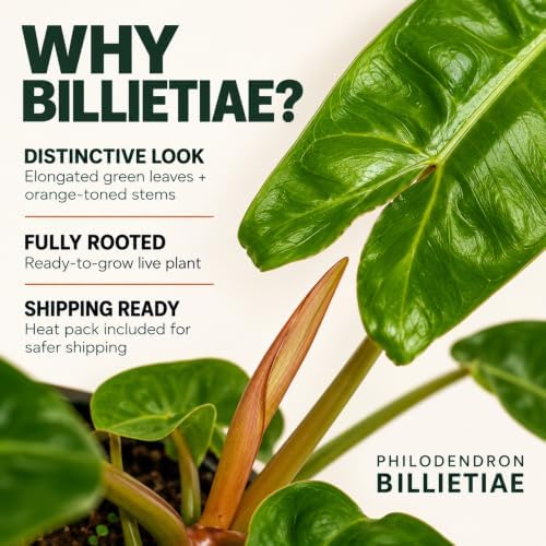 Rare Philodendron Billietiae Live Plant - Fully Rooted Indoor Houseplant - Image 6