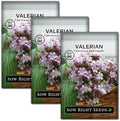Sow Right Seeds - Valerian Seed for Planting Medicinal Perennial Herb 3pk by SowRightSeeds