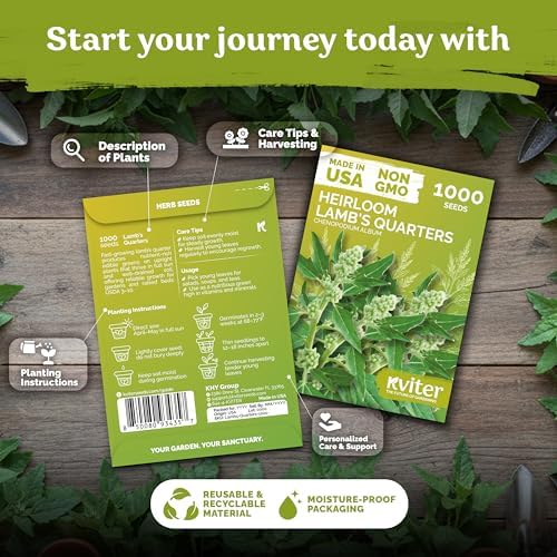 KVITER 1000 Lambs Quarters Seeds (Chenopodium Album) - Goosefoot, Wild Spinach, Edible Leaves, Heirloom Herbs Seed, Non GMO - Annual Herb Seeds in Seed Packets for Outdoor Gardens or Raised Beds - Image 2