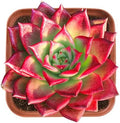 2-in Live Succulent Plants Echeveria Agavoides Horse, Easy Care by TNG