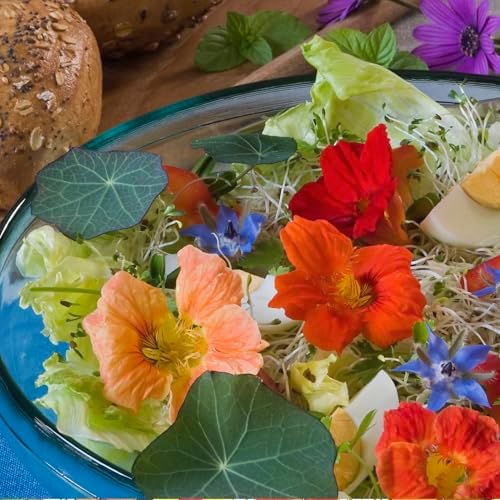 Seed Needs Nasturtium Garden Seeds Variety Pack of 2 Edible Wildflowers - Image 4