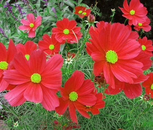Low Rainfall, Dry Area Wildflower Seed Mix - 13 Varieties of Annuals and Perennials - Image 7