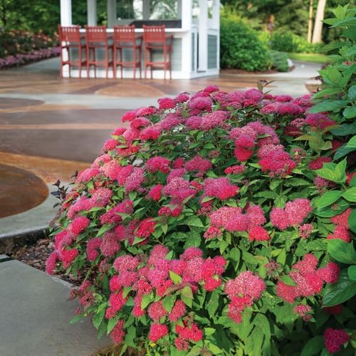 Proven Winners 2 Gal. Double Play Doozie Spirea Shrub - Image 5