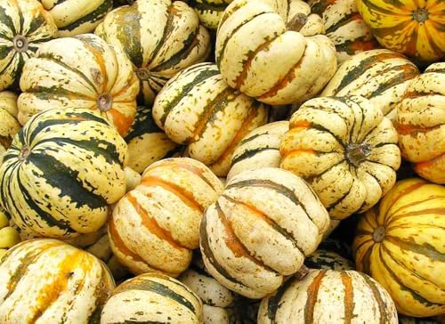 Carnival Squash Seeds - 90+ Count - For 2026 Planting Festival Celebration Delicata Acorn Pumpkin Sweet Dumpling Fall Vegetable Grow Your Own Home Farm Patio Healthy Sustainable Living - Image 6