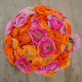 Eden Brothers Ranunculus Bulbs - Pink Clementine Mix by EdenBrothers