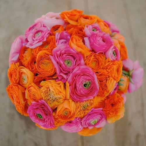 Eden Brothers Ranunculus Bulbs - Pink Clementine Mix by EdenBrothers