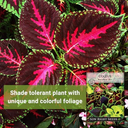 Sow Right Seeds- Rainbow Coleus Seeds for Planting Indoor Shade Flowers 2pk - Image 3