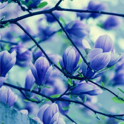 10+ Perennial Mix Magnolia Flower Seeds for Planting Outdoors -Magnolia Trees Plants Seed Ornamental Fragrant Tree Garden,Non-GMO Heirloom for Home Outdoor Garden - Image 4