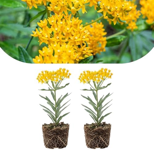 2 Yellow Milkweed Live Plants, Flowering Plant, 4-7 Inch Tall by PlantsSeedsBulbs