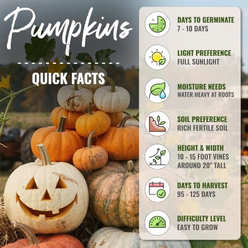 Seed Needs Spooky Blend Pumpkin Seeds to Plant Vegetables - 20 Packs - Image 4