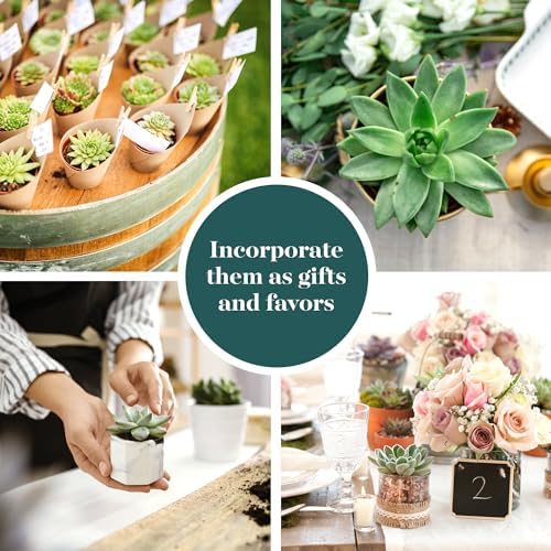 Shop Succulents Rosette Succulent Plant Pack Collection - Live Mini Succulent Plants, Low Maintenance, Floral Shaped Mix of Colors & Textures - Wedding and Party Favors, Gift & Garden, Pack of 12 - Image 5