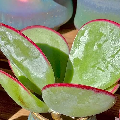 Live Succulents Plants Echeveria 'White Eyebrow' 3.5 inches,Rare Green Succulents Bare Root Without Pot Soil, Live Plants Indoor Office Decoration Wedding and Gift - Image 2