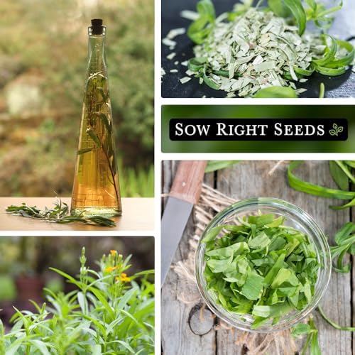Sow Right Seeds - Russian Tarragon Seed for Planting Perennial Herb Garden - Image 4