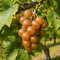 Carlos Muscadine Grape Vine - 28-36" Tall Live Plant - 2 Gallon Pot by Unknown