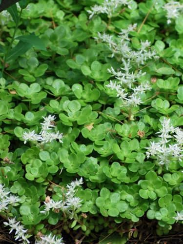 Perennial Farm Marketplace Sedum ternatum (Woodland Stonecrop) Groundcover, 1 Quart, White Flowers by PerennialFarmMarketplace