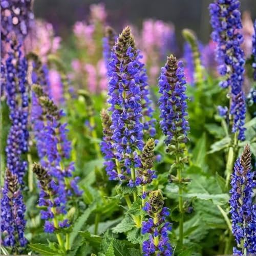 3 Dark Purple Salvia Sage Plants, Perennial Flower Plant, 4-6'' Tall - Image 4