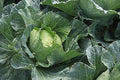 Cabbage Late Flat Dutch (25+ Seed Pack) - COOL BEANS N SPROUTS Brand - Non-GMO - Home Gardening by CoolBeansNSprouts