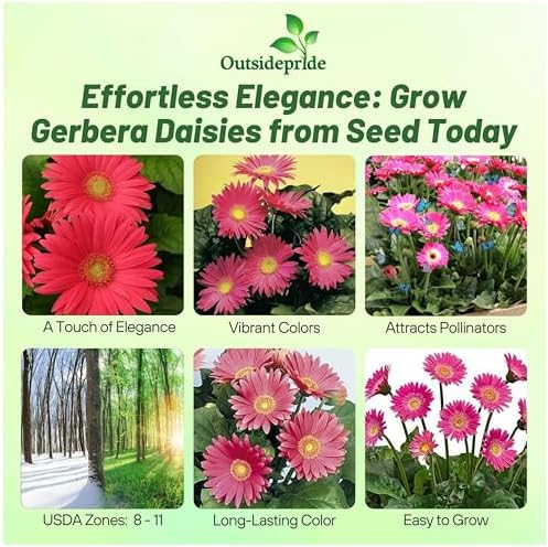 Outsidepride Rose Shades Gerbera Seeds - 10 Pcs Perennial, Compact & Low Maintenance, Flower Seeds for Planting w/Vibrant Rose Blooms, Ideal for Garden Landscaping & Cut Flower Arrangements - Image 2