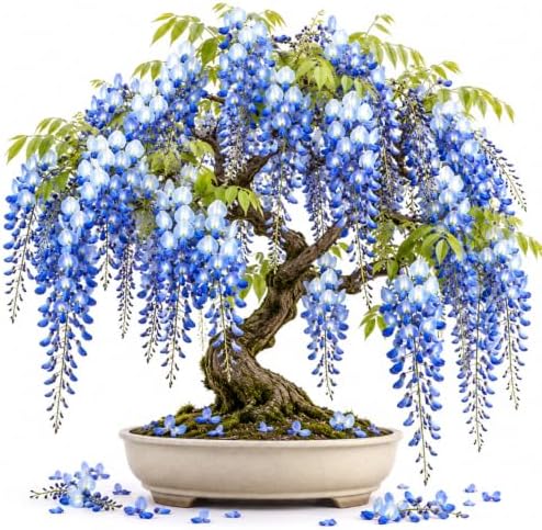 Blue Wisteria Live Plant, Climbing Vine Flower, 6-12 Inch Tall, in Pot by PlantsSeedsBulbs