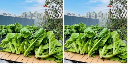 4000+ Florida Broadleaf Mustard Seeds for Planting Vegetable Seeds for Green Leaf Non-GMO Heirloom Garden Seed Small GAI Choi Cải bẹ xanh (Pack of 2) by VISTATUSEED