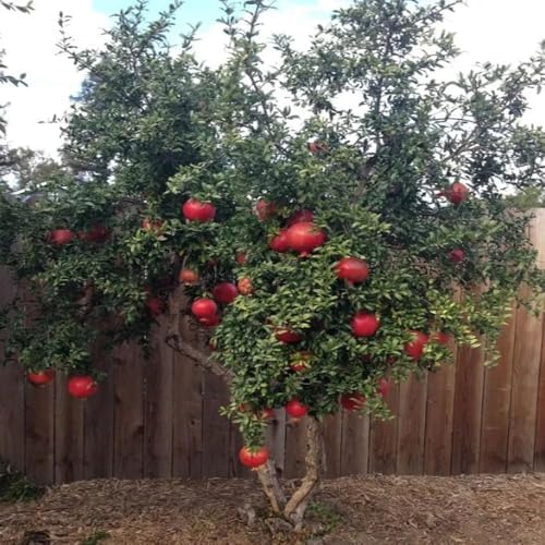 Russian Pomegranate, 5 Gallon Live Nursery Pot, Delicious Red Fruit| Arbor Day Foundation (Due to Agricultural Laws, Unavailable to CA, AZ, TX) - Image 5