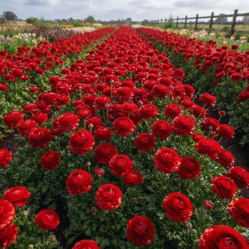 25 Red Ranunculus Bulbs to Plant, Spring Planting Flower Bulbs - Image 4