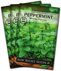 Sow Right Seeds - Peppermint Seed for Planting Perennial Herb Garden 3pk by SowRightSeeds