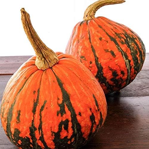 Sustainable Seed Co Lakota Squash Seeds 2 Gram Packet ~10 Seeds Heirloom by SustainableSeed
