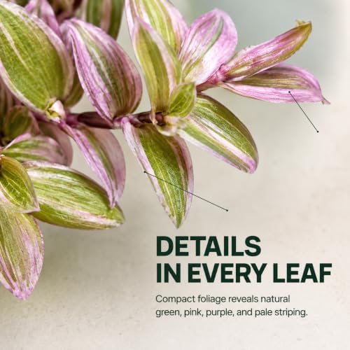 Live Succulents 3.5 Inch Pink Lady Callisia Repens with Hanging Basket - Turtle Vine Succulents Live - Fully Rooted Easy to Grow Houseplants for Home Office Wedding Decor & Gift (Heat Pack Included) - Image 3