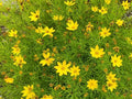 Greenwood Nursery: Live Perennial Plants - Moonbeam Tickseed + Coreopsis Verticillata - [Qty: 2X Pint Pots] - (Click for Other Available Plants/Quantities) by GreenwoodNursery